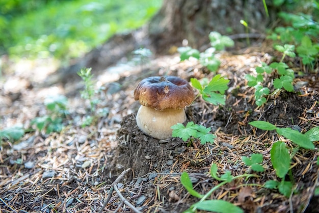 Champiñones cortados en el bosque. Seta boletus edilus. Setas blancas populares Boletus en el bosque