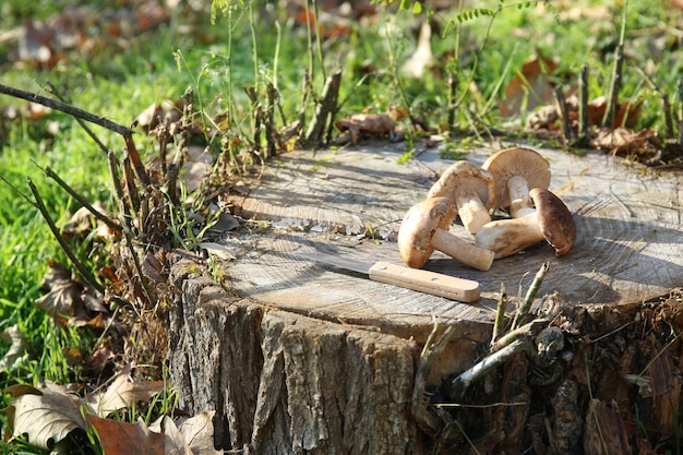 Champiñones crudos frescos con cuchillo en tocón de árbol en el bosque