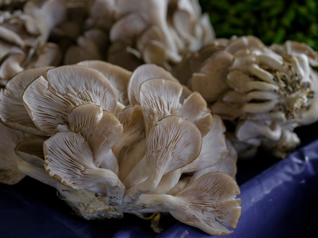 Champiñones frescos en el mercado