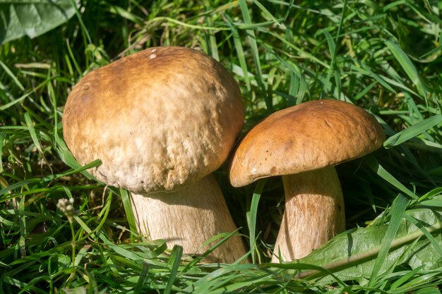 Champiñones Porcini En Hierba