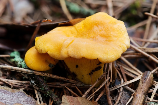 Champiñones rebozuelos en un bosque de pinos