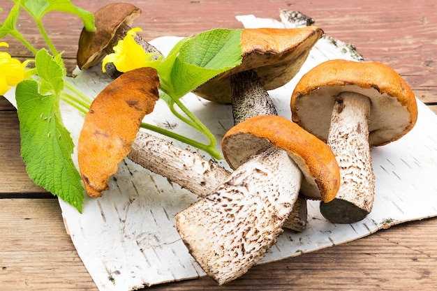 Champiñones recién cosechados Leccinum Aurantiacum en una corteza de abedul