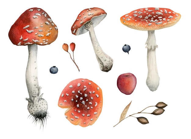 Foto champiñones rojos amanita con selección de bayas de ilustraciones en acuarela, decoración de bosque otoñal