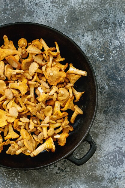 Chanterelle de cogumelos da floresta