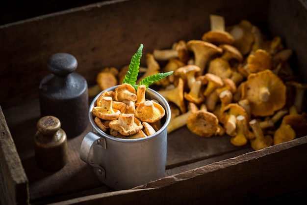 Chanterelles saudáveis direto da floresta no verão