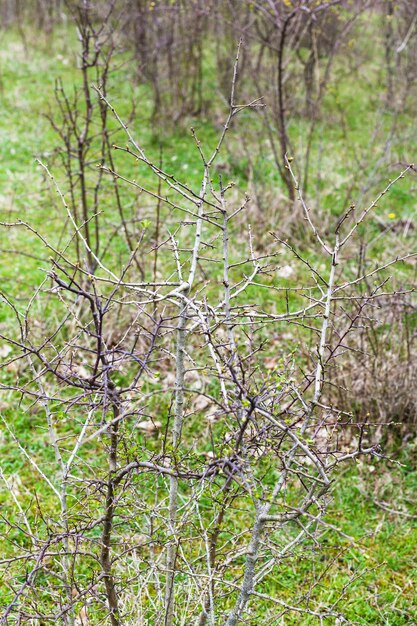 Chaparral farpado nu na primavera