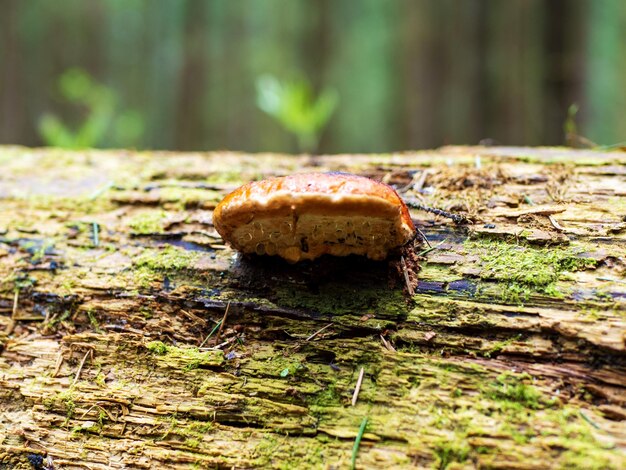 Chapéu de Tinder Fungo parasita fungo patógeno nome latino Fomes fomentarius crescendo a partir de abeto