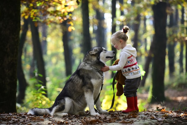 Chapeuzinho vermelho com lobo na floresta de conto de fadas Menina com cachorro na floresta de outono Jogo de infância e diversão Brincadeira de criança com husky e ursinho de pelúcia no ar fresco Atividade ao ar livre e descanso ativo