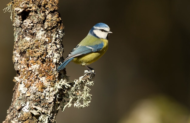 Chapim-azul, chapim, pássaros, animais, Cyanistes caeruleus