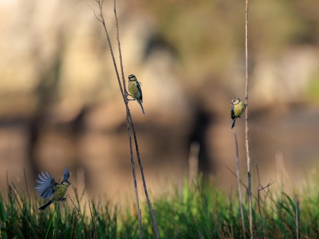 Chapim azul da Eurásia Cyanistes caeruleus Aves em seu ambiente natural