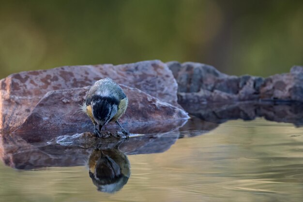 Chapim azul da Eurásia Cyanistes caeruleusPássaro água potável