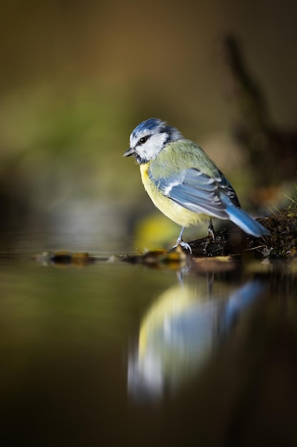 Chapim azul da Eurásia olhando para o reflexo na água