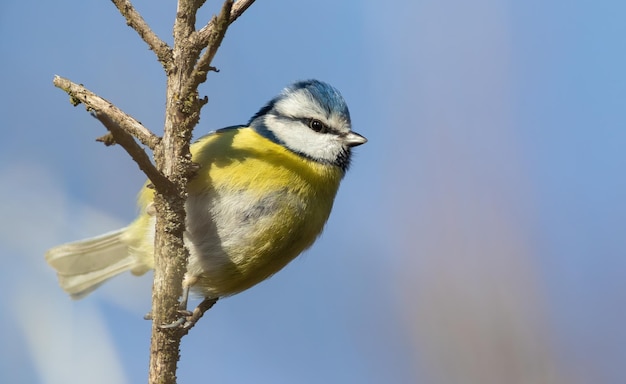 chapim azul euro-asiático Cyanistes caeruleus Um pássaro senta-se em um galho