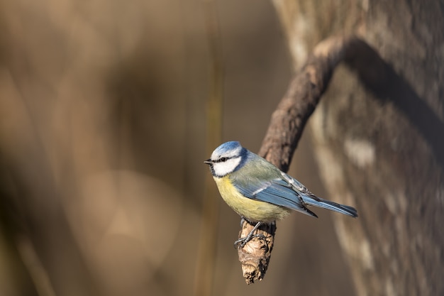 Chapim-azul, Parus caeruleus, senta-se em um galho na floresta de primavera na Noruega