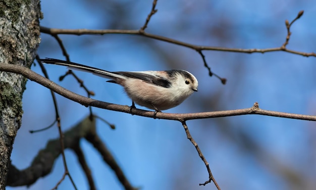 Chapim de cauda longa Aegithalos caudatus Um pássaro senta-se em um galho contra um céu azul