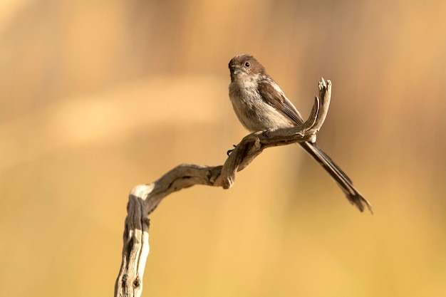 Chapim de cauda longa com as últimas luzes da tarde em uma floresta mediterrânea na primavera