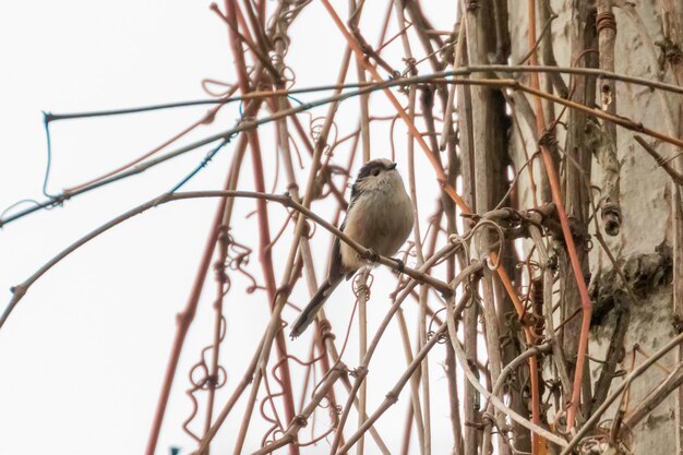 Chapim-de-cauda-longa no galho (Aegithalos caudatus) Passarinho fofo