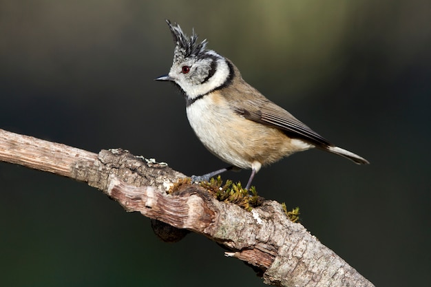 Chapim-de-crista, chapim, pássaros, pássaros cantores, empoleirar-se, Lophophanes cristatus