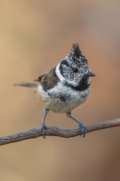 chapim-de-crista-europeu (Lophophanes cristatus)