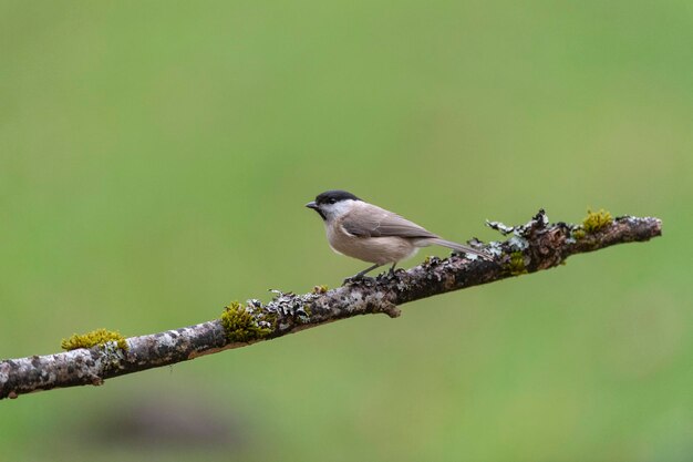 chapim-do-pantanal (Poecile palustris) Leon, Espanha