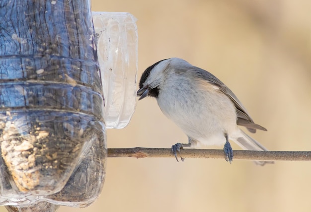 Chapim do pântano Poecile palustris Em uma manhã gelada de inverno, um pássaro voou para o alimentador e comeu sementes de girassol