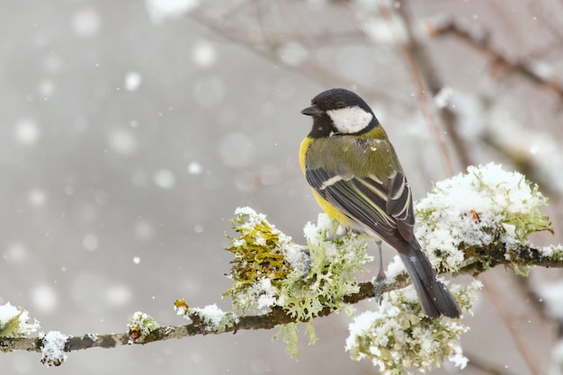 Chapim, Parus major, sentado em um galho com musgo durante uma queda de neve