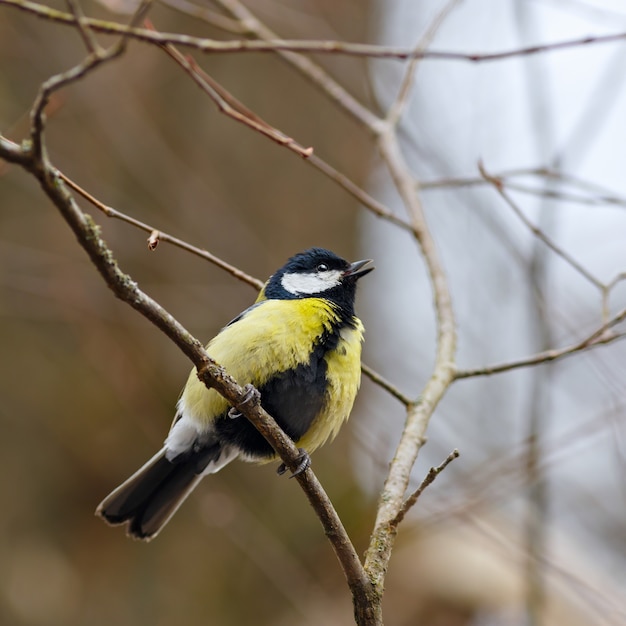 Chapim-real em um galho de árvore no início da primavera.