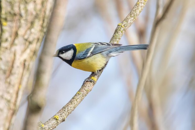 Chapim-real no galho (Parus major) Passarinho fofo