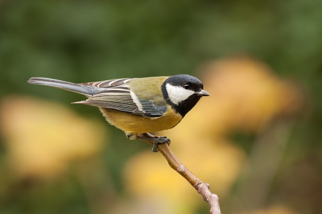 Chapim-real, Parus major, com fundo outonal. Aves selvagens espreitam com fundo amarelo azulado.