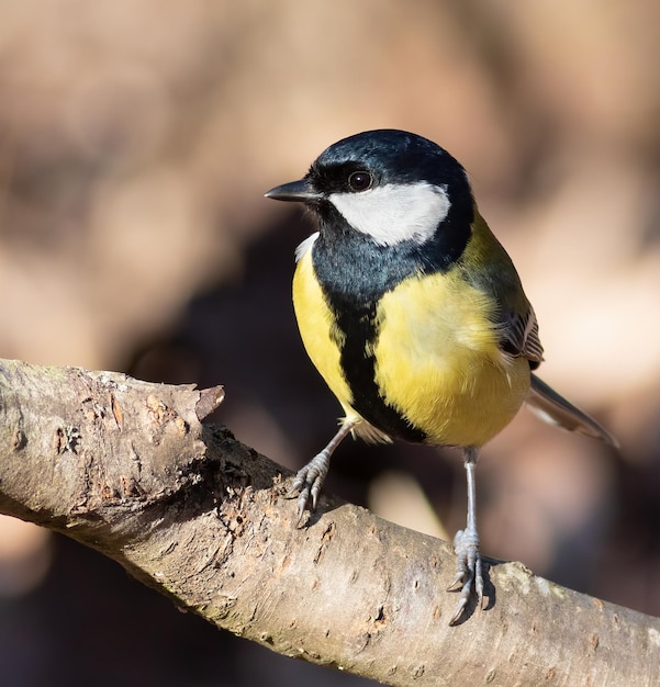 Chapim-real Parus major Em uma manhã ensolarada na floresta, um pássaro pousa em um galho grosso de árvore