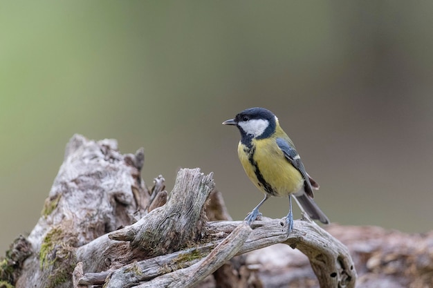 Chapim-real (Parus major) Leon, Espanha