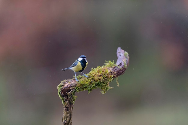 Chapim-real (Parus major) Leon, Espanha