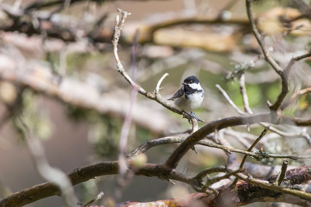 Chapim-real (parus major) no vale Bujaruelo, parque nacional Ordesa e Monte Perdido.