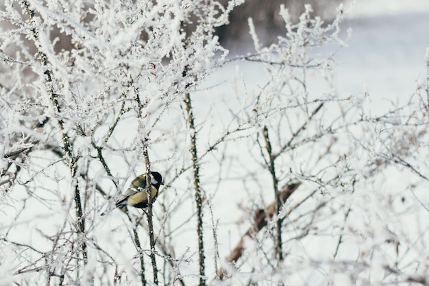 Chapim-real Parus major senta-se na ponta de um galho fino seu bico está coberto de neve