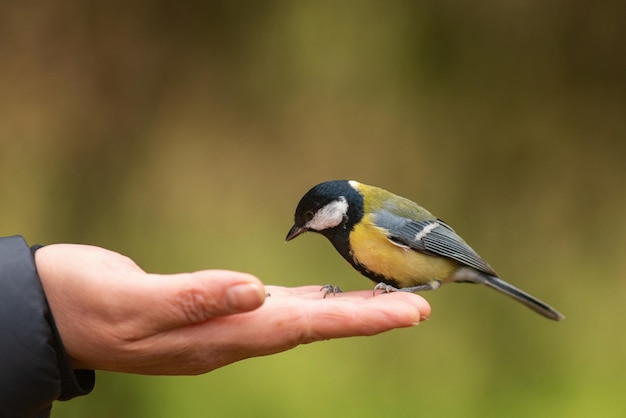 Chapim-real senta-se à mão e come sementes. Parus major.