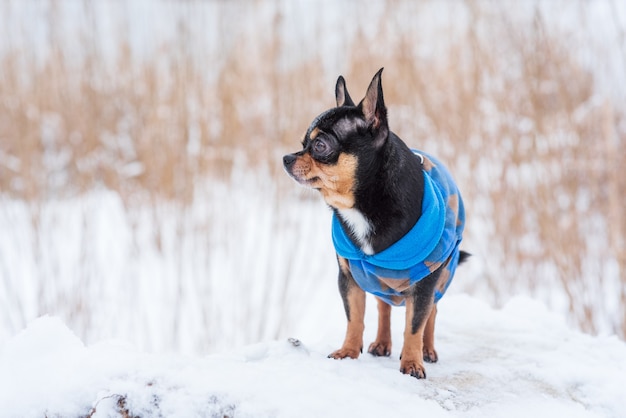 Chaqueta para perros pequeños fría en invierno. Chihuahua en ropa de invierno en la nieve