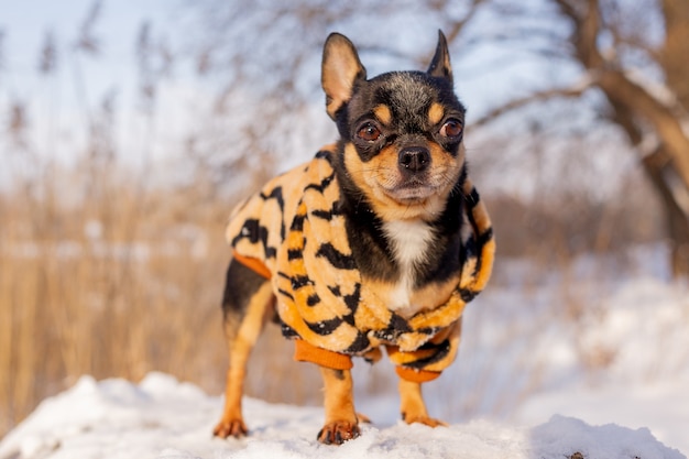 Chaqueta para perros pequeños fría en invierno. Chihuahua en ropa de invierno en la nieve