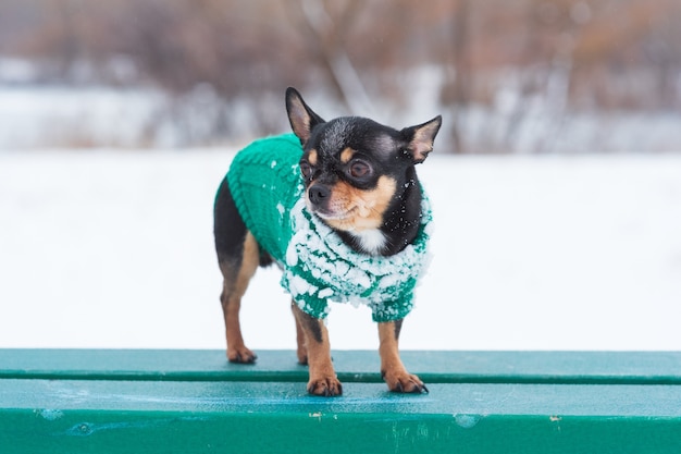 Chaqueta para perros pequeños fría en invierno. Chihuahua en ropa de invierno sobre un fondo de nieve. Chihuahua