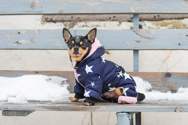 Chaqueta para perros pequeños fría en invierno. Chihuahua en ropa de invierno sobre un fondo de nieve. Chihuahua