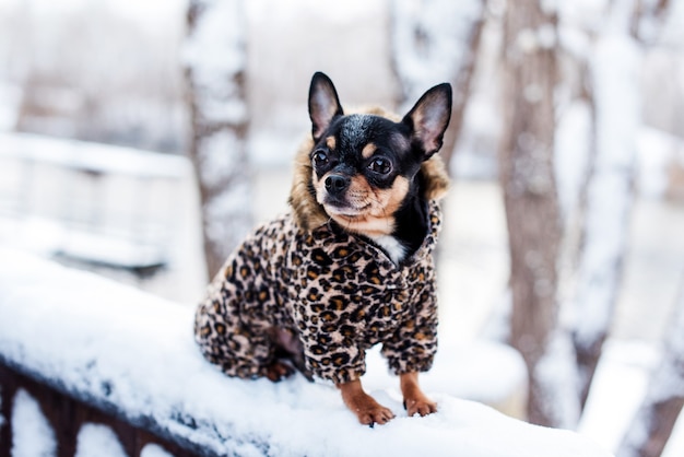 Chaqueta para perros pequeños fría en invierno.