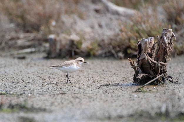 Foto charadrius alexandrinus malaga, espanha