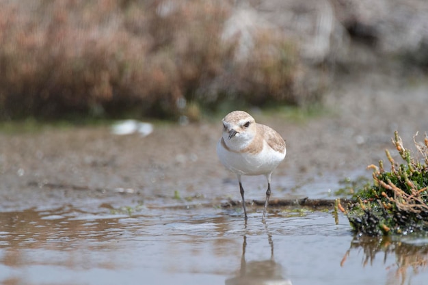 Foto charadrius alexandrinus malaga, espanha