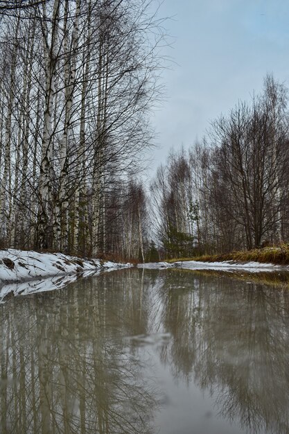 Charco en el bosque de la primavera