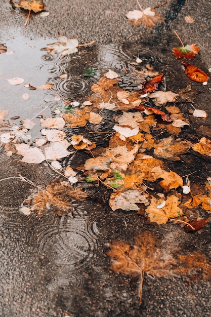 Charco de otoño con reflejos de árboles y hojas amarillas caídas Día nublado después de la lluvia Fondo natural Pronóstico del tiempo lluvioso