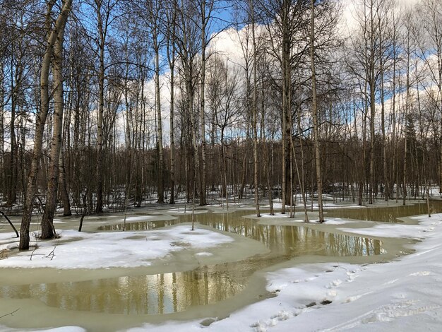 Charcos de agua de nieve derretida entre los árboles en el bosque de principios de primavera