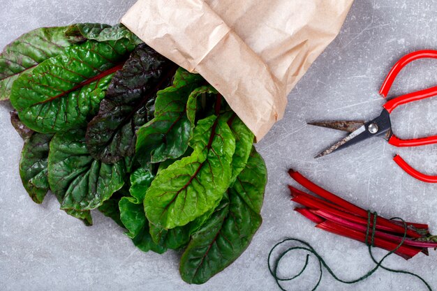 Chard Swiss Fresh grün und rot gefärbt