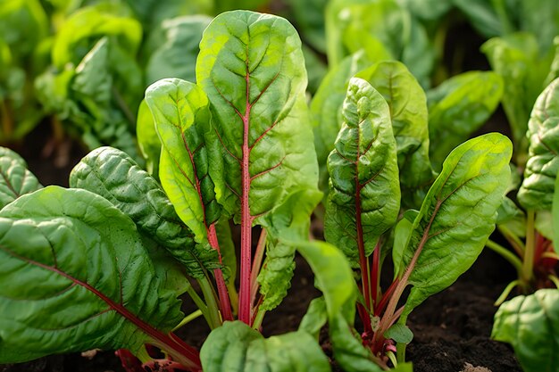 Chard wächst in einem städtischen Garten Garten Rüben und Salatblätter aus der Nähe Generative KI