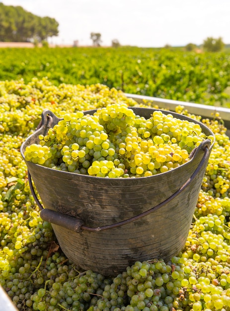 Foto chardonnay colheita com colheita de uvas para vinho