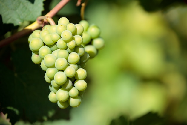 Chardonnay-Weintraubenweinbergburgunder Frankreich-Nahaufnahme