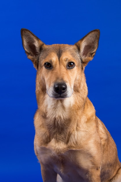 Charismatischer roter Haarhund, der Kamera betrachtet und betrachtet.